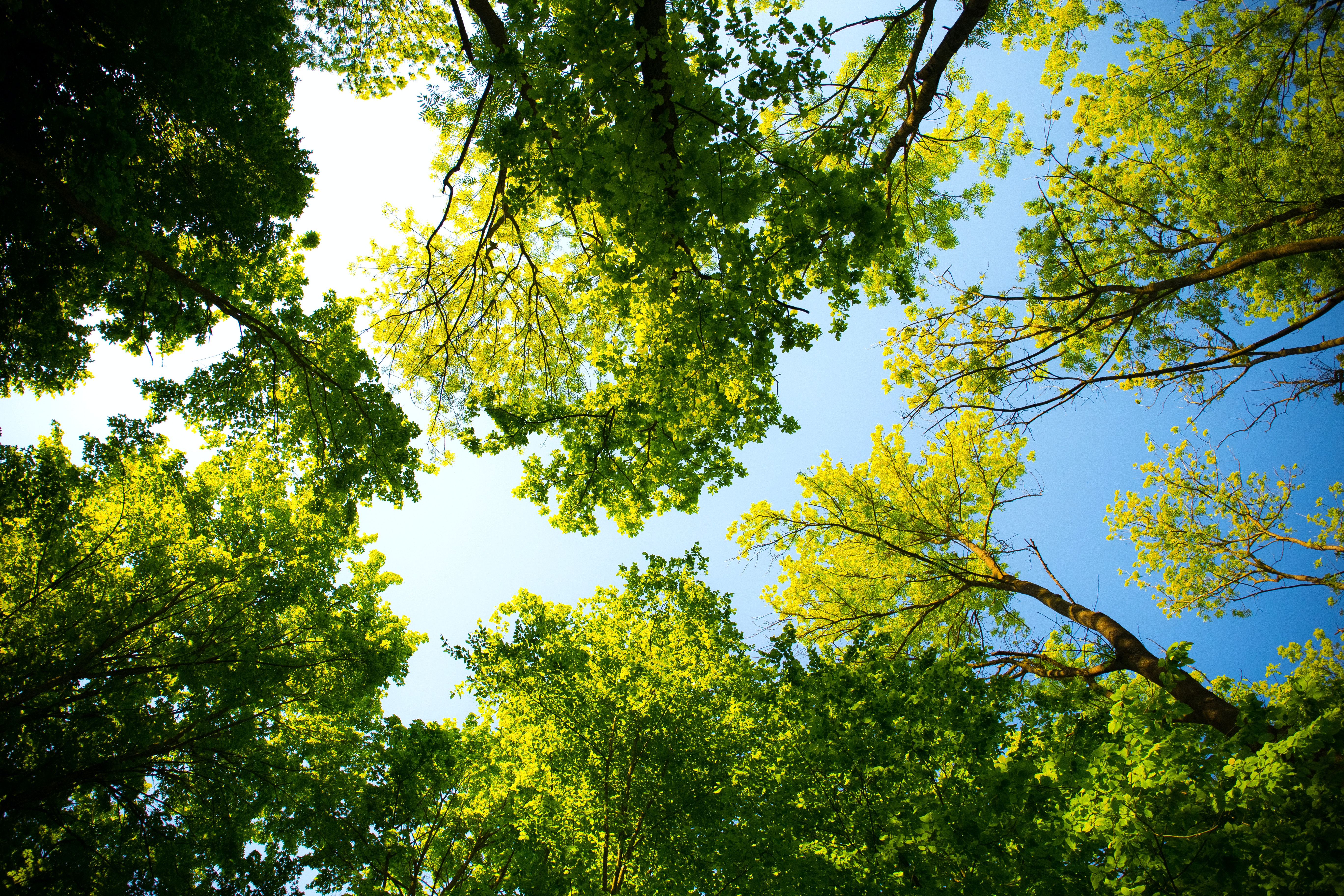 Initiative Furnier + Natur