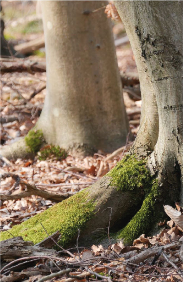 Initiative Furnier + Natur e. V.