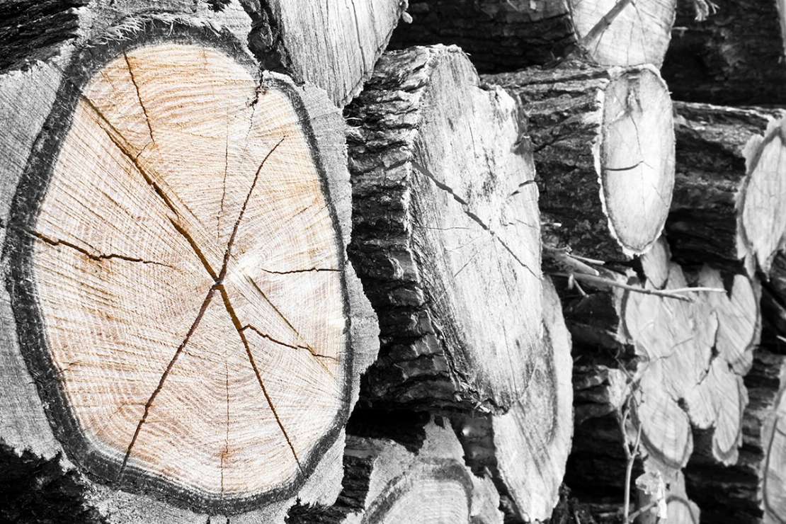 Atlas Holz AG