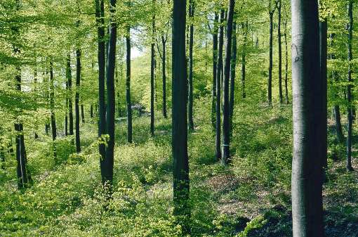 Photo 3: The search for the right veneer tree often resembles the proverbial search for the needle in the haystack. Photo: IFN